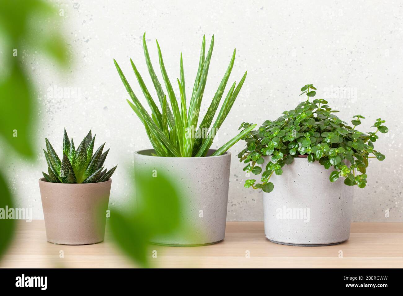 plantes vertes succulentes aloe vera, gasteria duval, pilea dépresseurs Banque D'Images