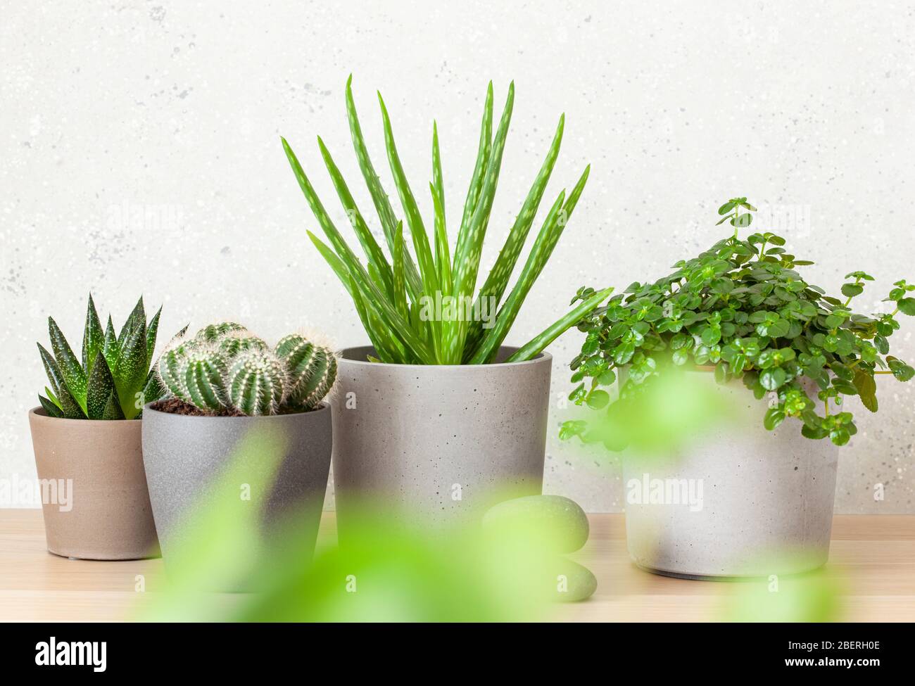 plantes vertes succulentes aloe vera, gasteria duval, pilea dépresseurs, parodia wasii Banque D'Images