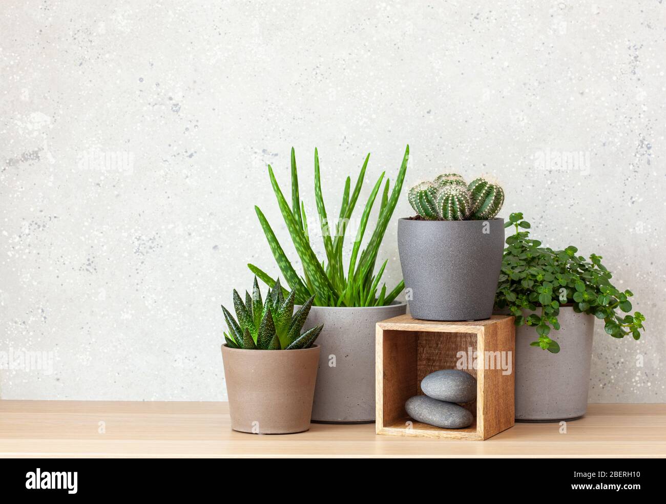 plantes vertes cactus succulent aloe vera, gasteria duval, pilea dépressa, parodia warasii Banque D'Images