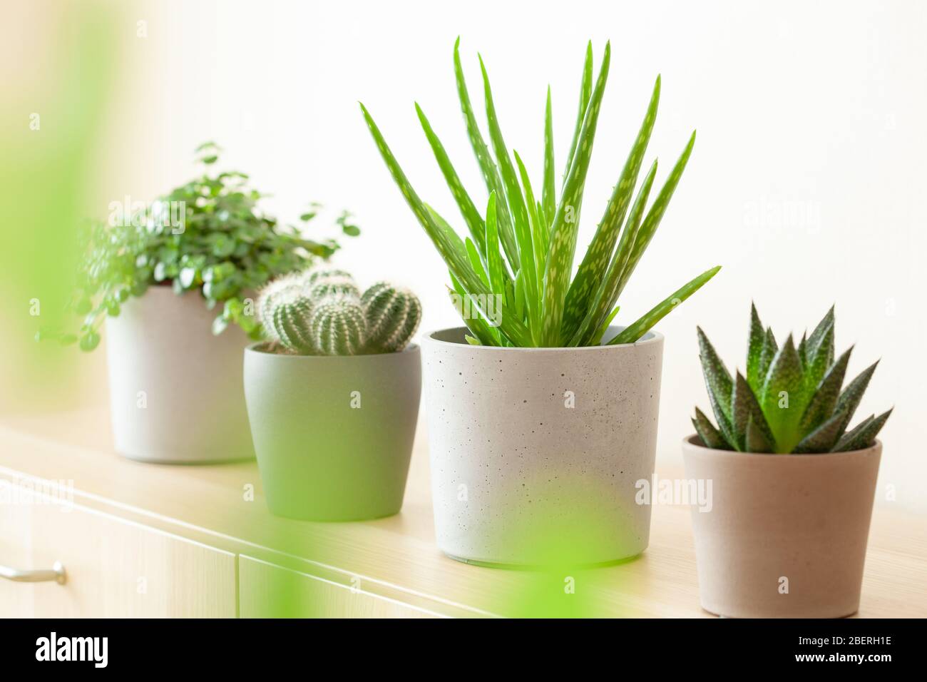 plantes vertes cactus succulent aloe vera, gasteria duval, pilea dépressa, parodia warasii Banque D'Images