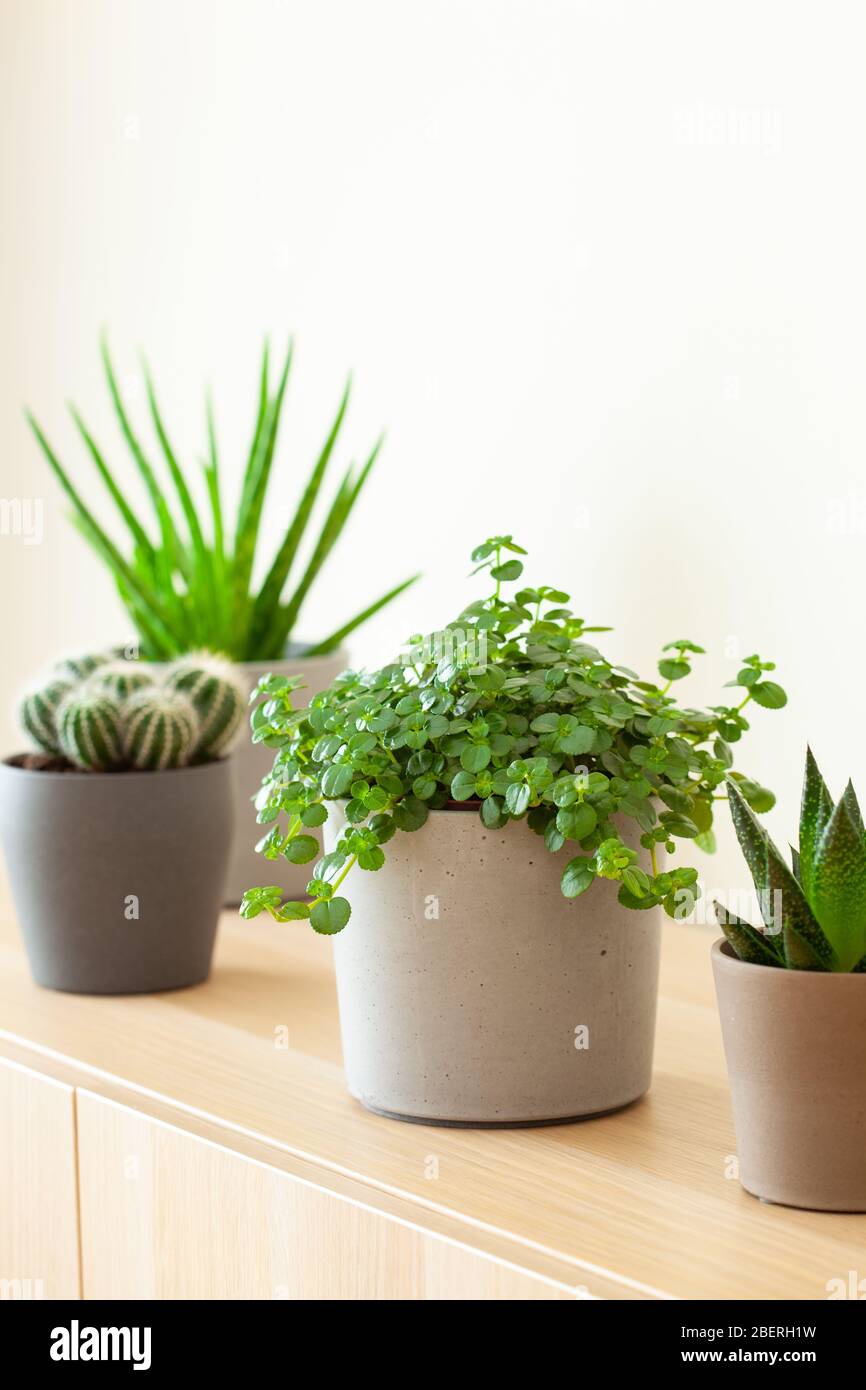 plantes vertes cactus succulent aloe vera, gasteria duval, pilea dépressa, parodia warasii Banque D'Images