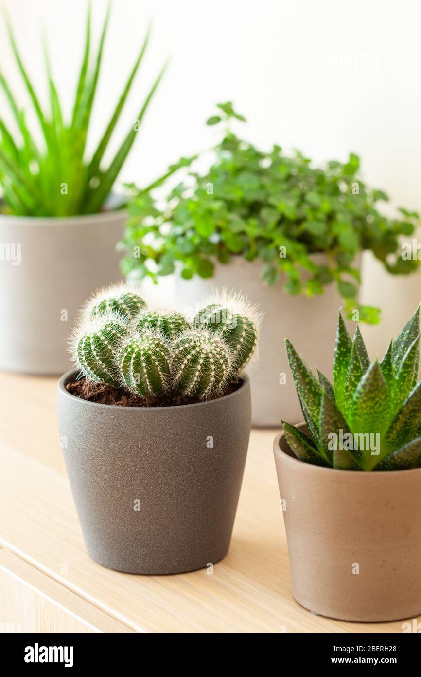 plantes vertes cactus succulent aloe vera, gasteria duval, pilea dépressa, parodia warasii Banque D'Images