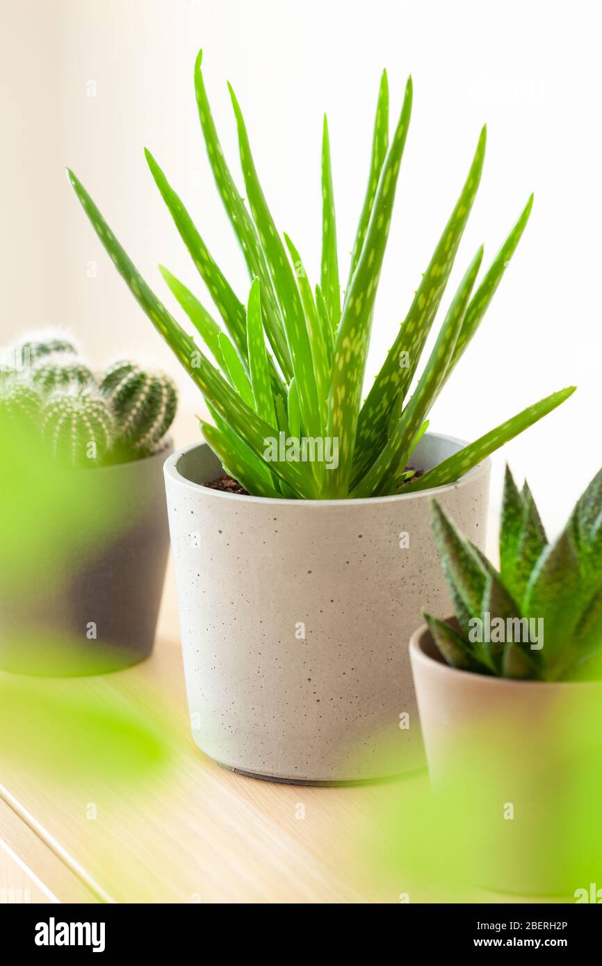 plantes vertes cactus succulent aloe vera, gasteria duval, parodia wasii Banque D'Images