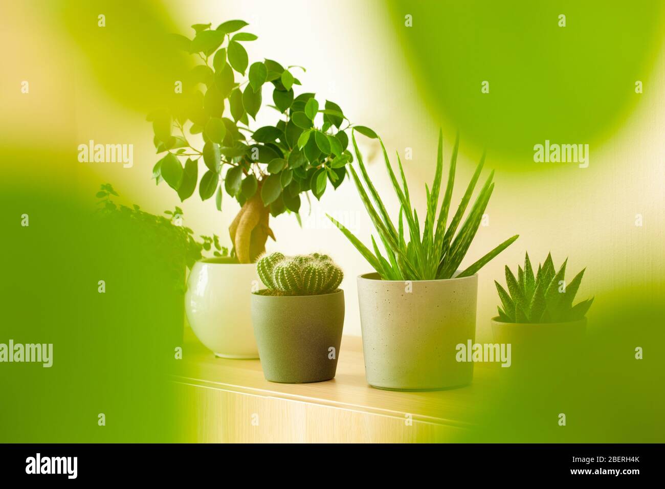 plantes vertes cactus succulent aloe vera, gasteria duval, pilea dépresseurs, parodia wasii, ficus Banque D'Images