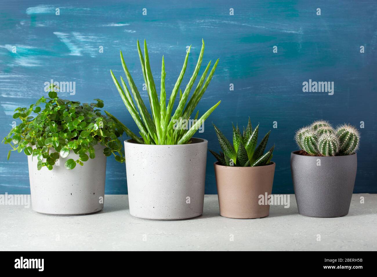 plantes vertes cactus succulent aloe vera, pilea dépresseur, gasteria duval, parodia warasii Banque D'Images