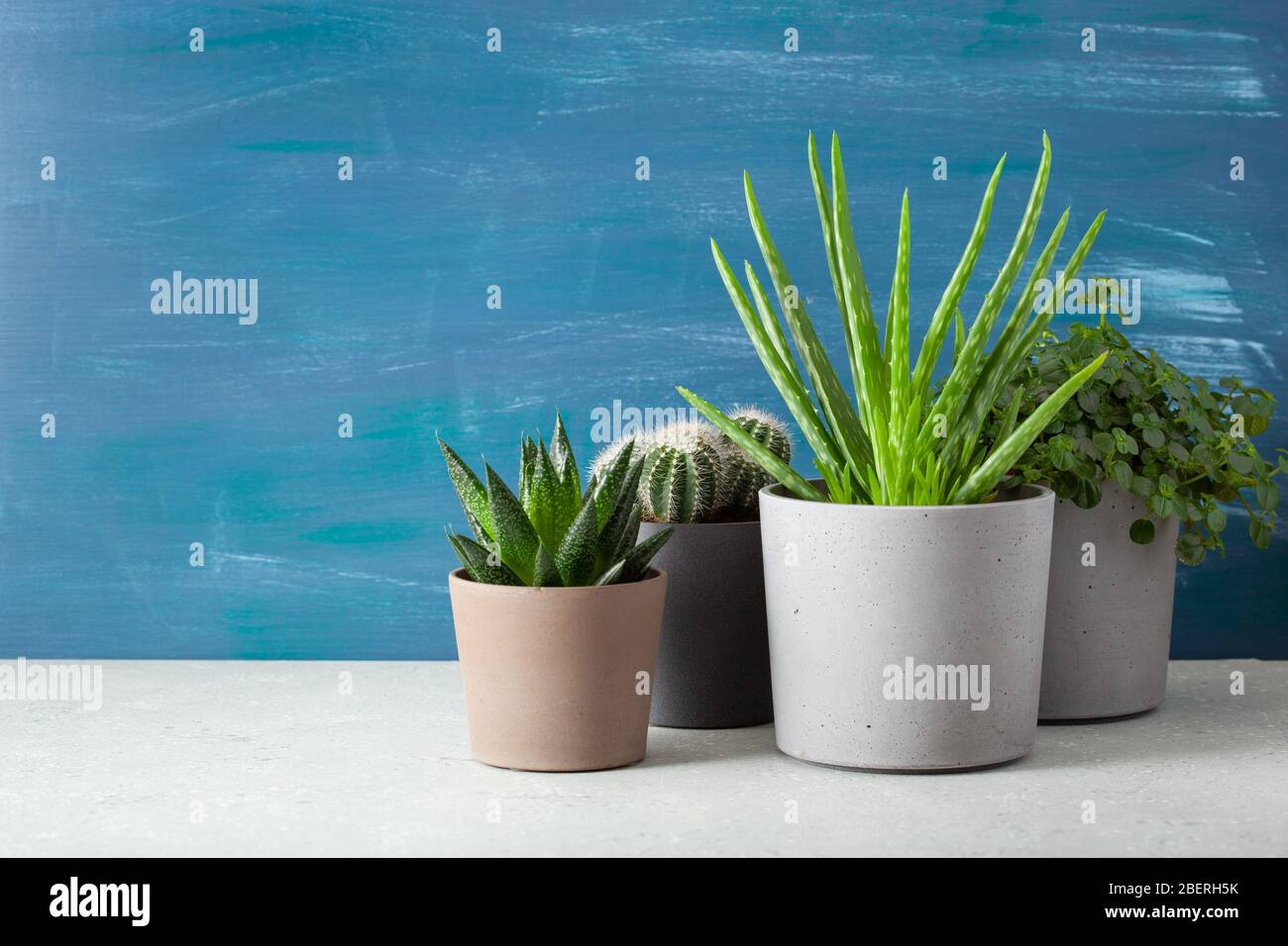 plantes vertes cactus succulent aloe vera, pilea dépresseur, gasteria duval, parodia warasii Banque D'Images