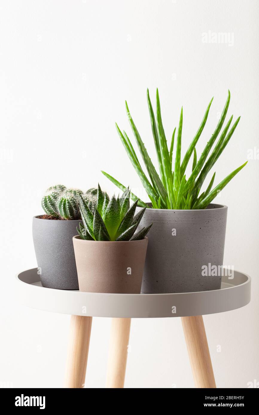 plantes vertes cactus succulent aloe vera, gasteria duval, parodia wasii Banque D'Images