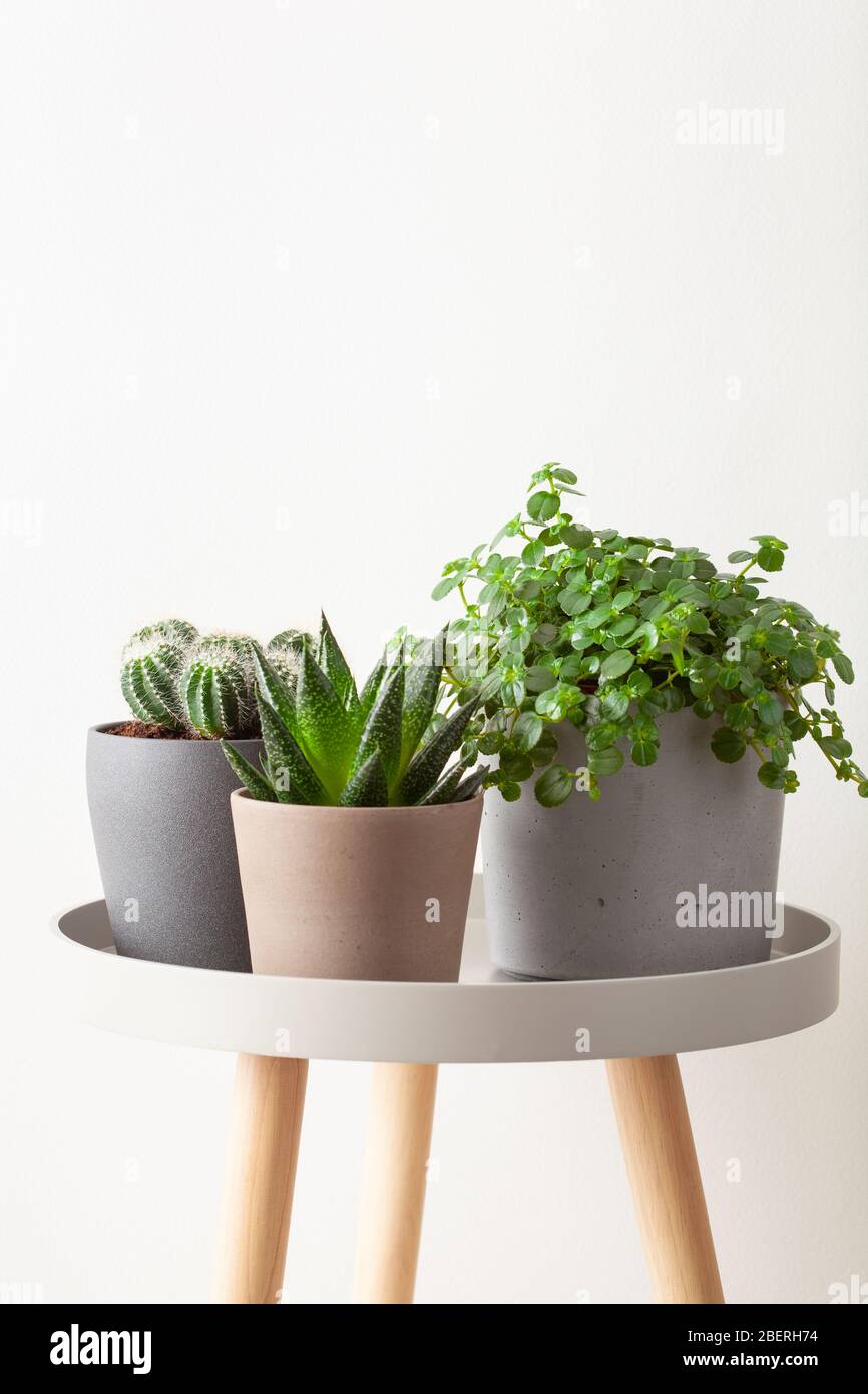 plantes vertes cactus succulent gasteria duval, parodia wasii Banque D'Images