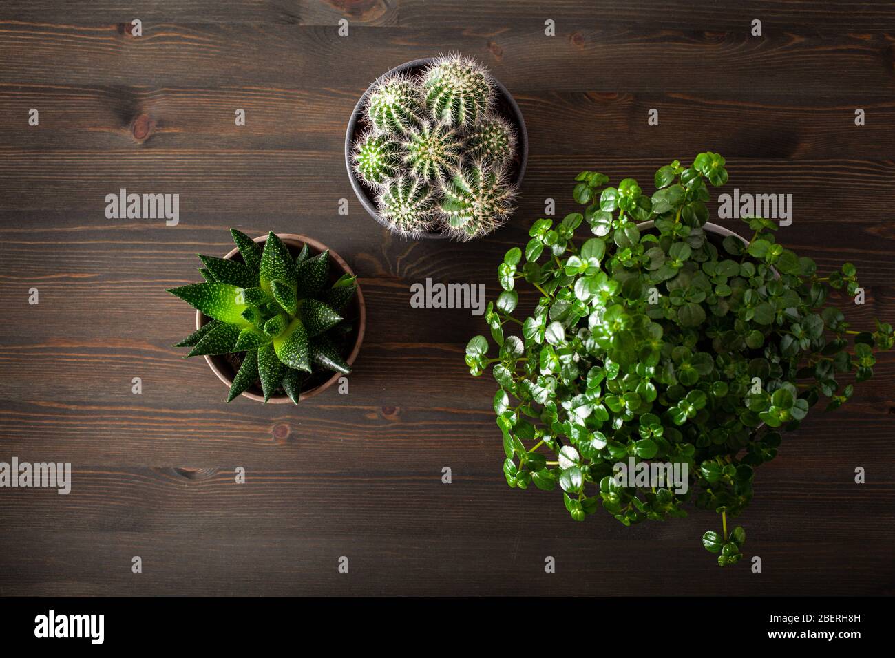 plantes vertes pontées coulées cactus suculent gasteria duval, parodia wasii, pilea dépresseurs Banque D'Images