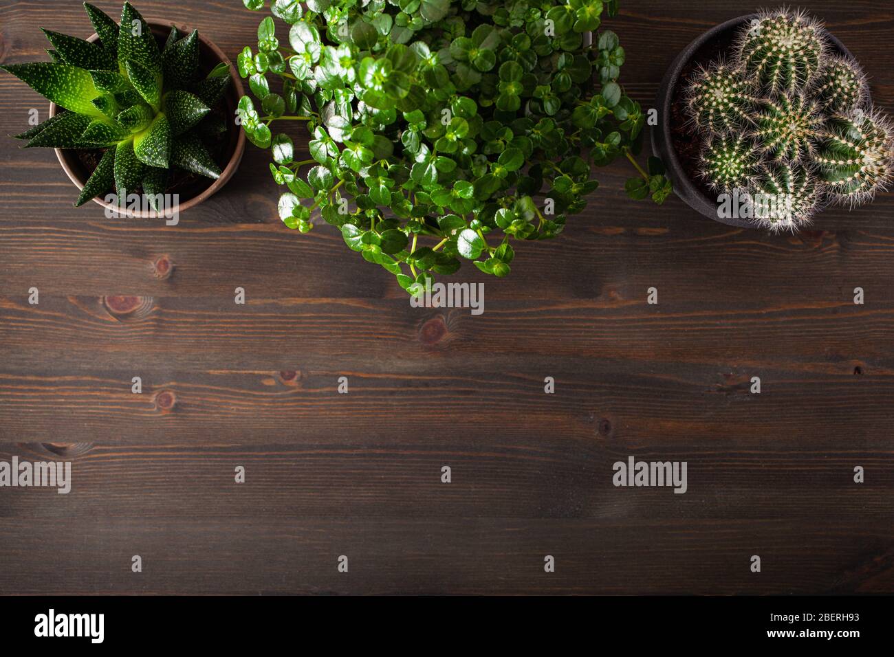 plantes vertes pontées coulées cactus suculent gasteria duval, parodia wasii, pilea dépresseurs Banque D'Images