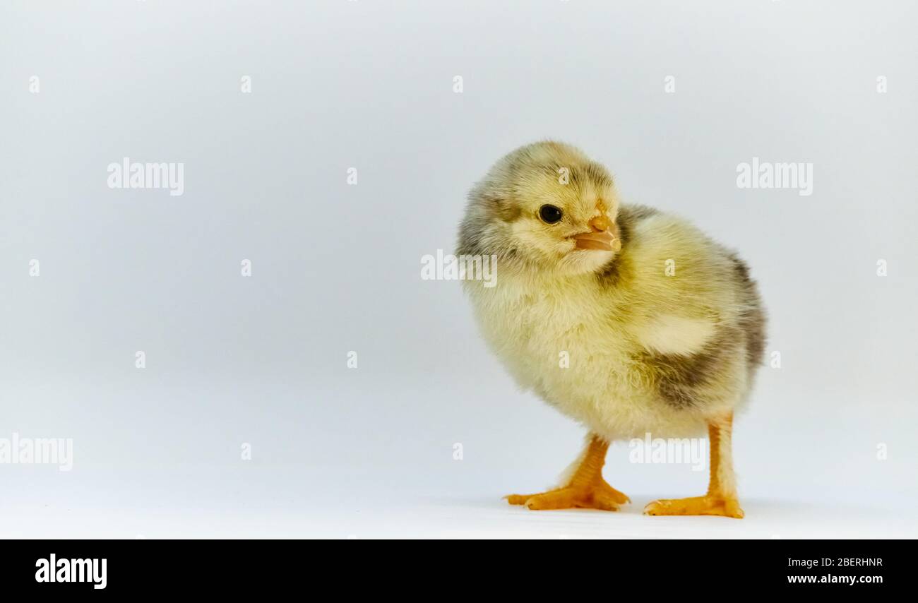 gros plan de la race jaune et brune (mélange de baryards) poussin de jour (poulet) avec pattes à plumes sur fond blanc cassé Banque D'Images