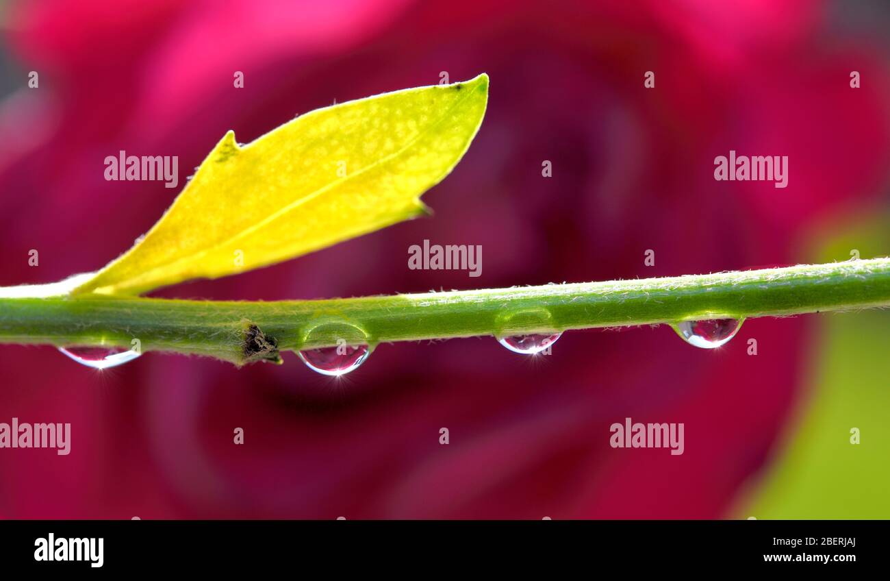 Gouttelettes d'eau accrochées à une tige de fleur Banque D'Images