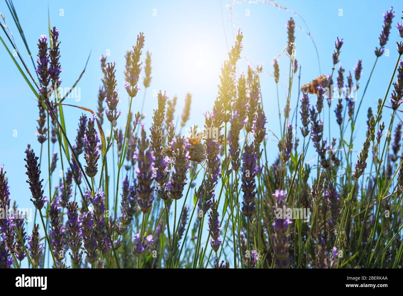 Fleurs violettes lavande sur fond vert flou. Lilas Lavandula pour herborisme dans les prés. Ensoleillé. Banque D'Images