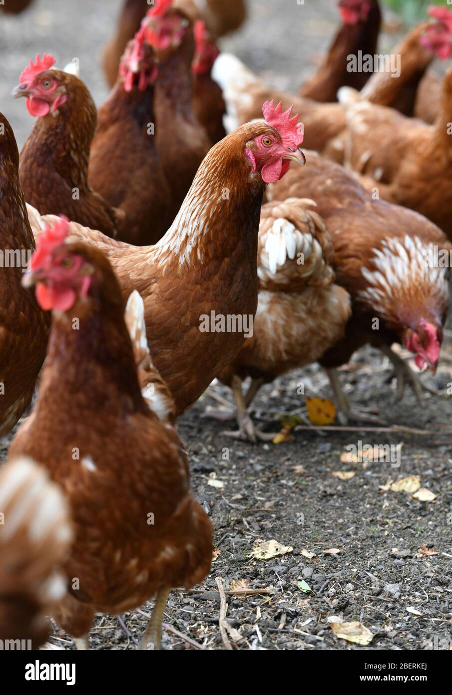 Un éleveur de volaille portant des bottes en caoutchouc se promenant parmi une foule de poules vieillissantes sur une ferme de volaille dans le Oxfordshire. Banque D'Images