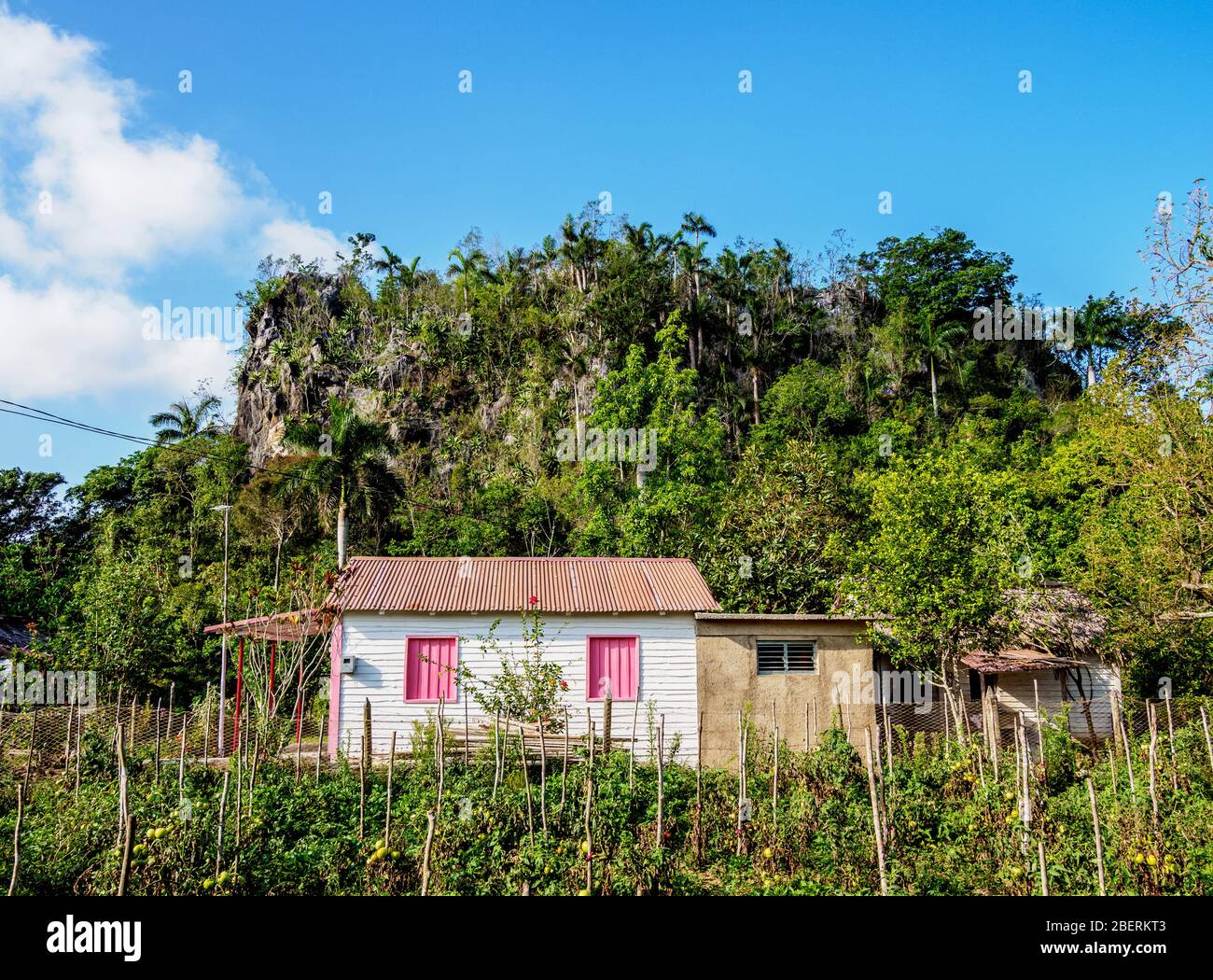 Vallée de Vinales, site classé au patrimoine mondial de l'UNESCO, province de Pinar del Rio, Cuba Banque D'Images