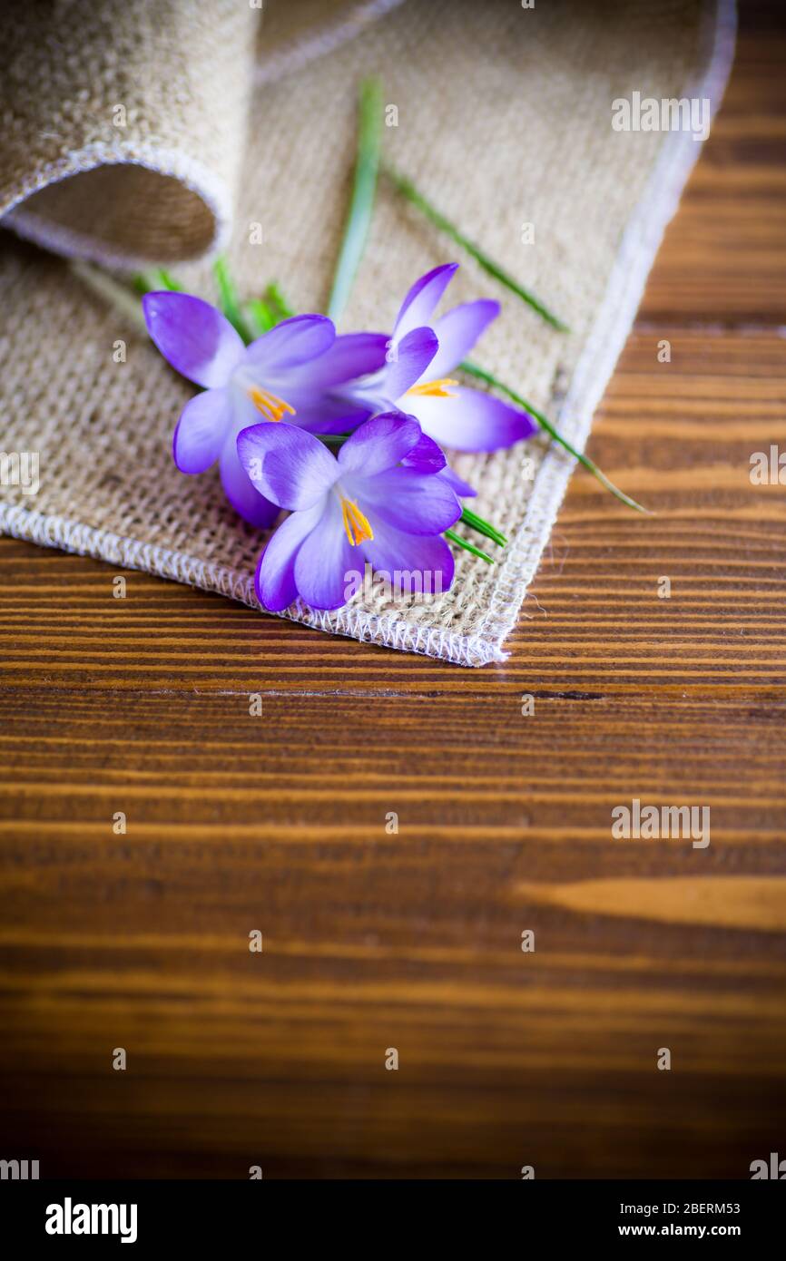 fleurs pourpres de printemps sur une table en bois Banque D'Images