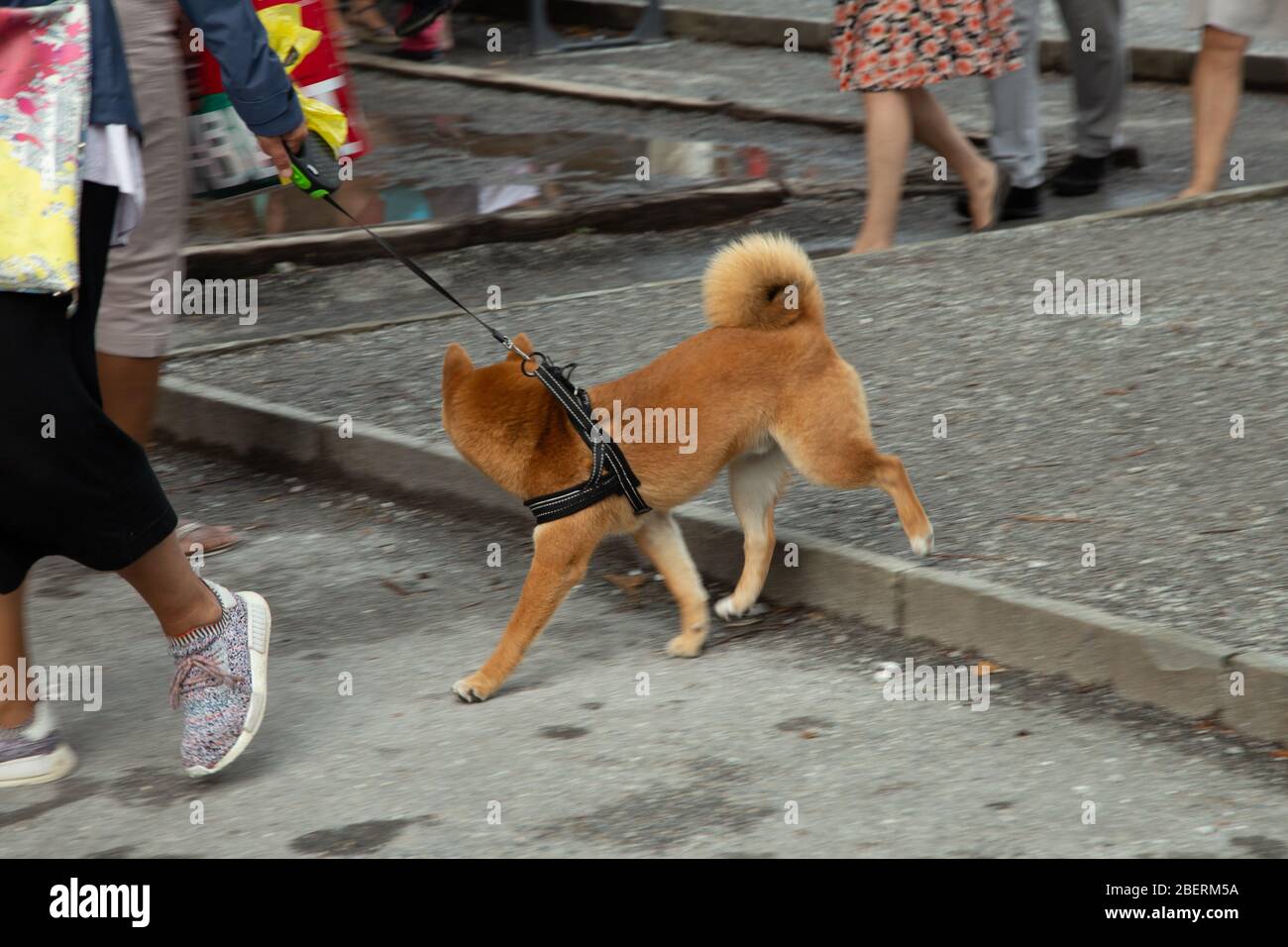 Vevey, Suisse - 27 juillet 2019: Jeune chien avec propriétaire célébrez Fete des Vignerons 2019. Festival traditionnel des traditions culturelles. Organisé Banque D'Images