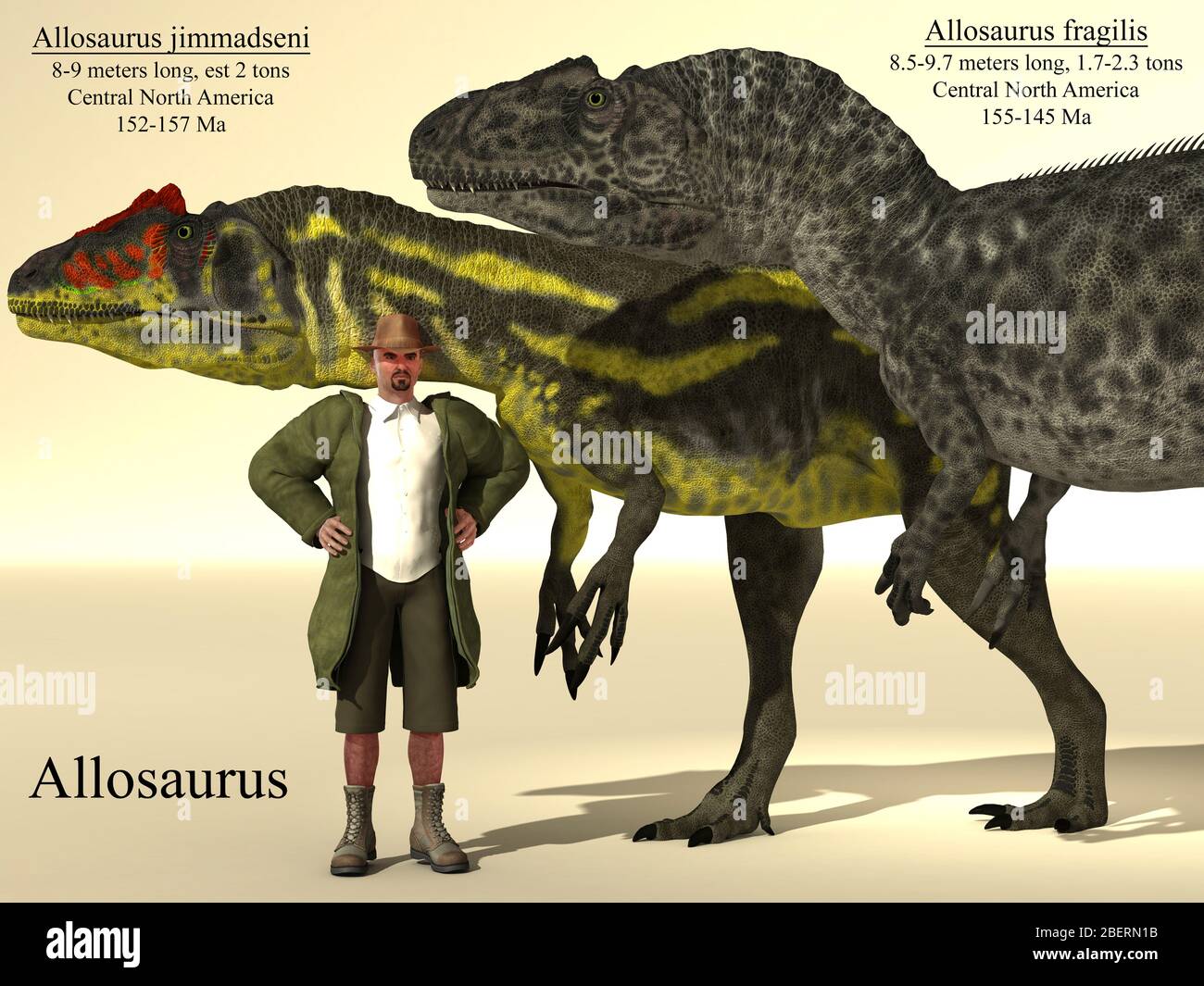 Tableau de référence de la taille d'Allosaurus jimaddseni et d'Allosaurus fragilus. Banque D'Images