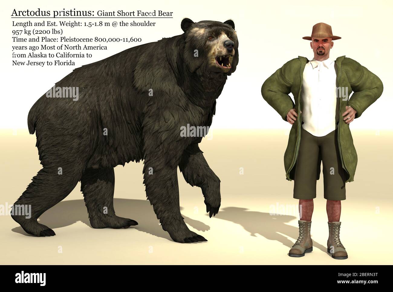 Carte de référence de taille d'ours court Arctodus, ainsi qu'un homme pour comparaison. Banque D'Images