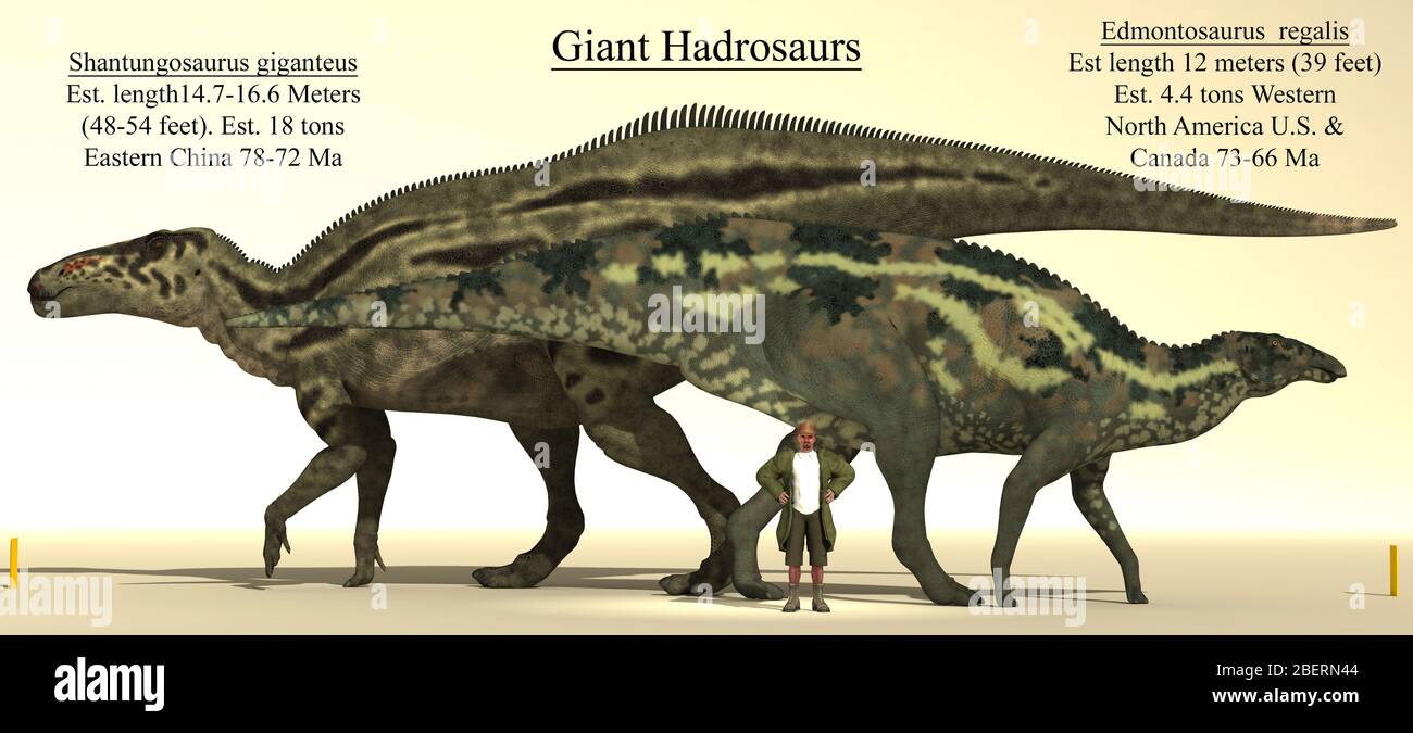 Comparaison de taille de deux des plus grands hadrosaures, Edmontosaurus et Shantungosaurus. Banque D'Images