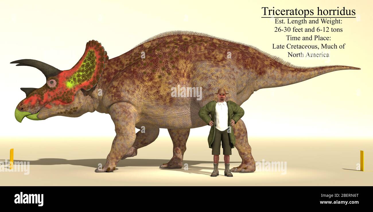 Tableau de référence de taille d'un dinosaure Triceratops horridus. Banque D'Images