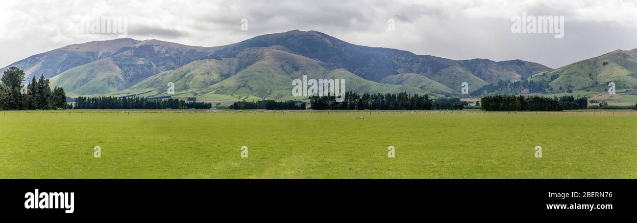 Paysage avec des pagayage pour le bétail dans la campagne verte, tourné dans un lumineux lumineux printemps près de cinq rivières, Southland, South Island, Nouvelle-Zélande Banque D'Images