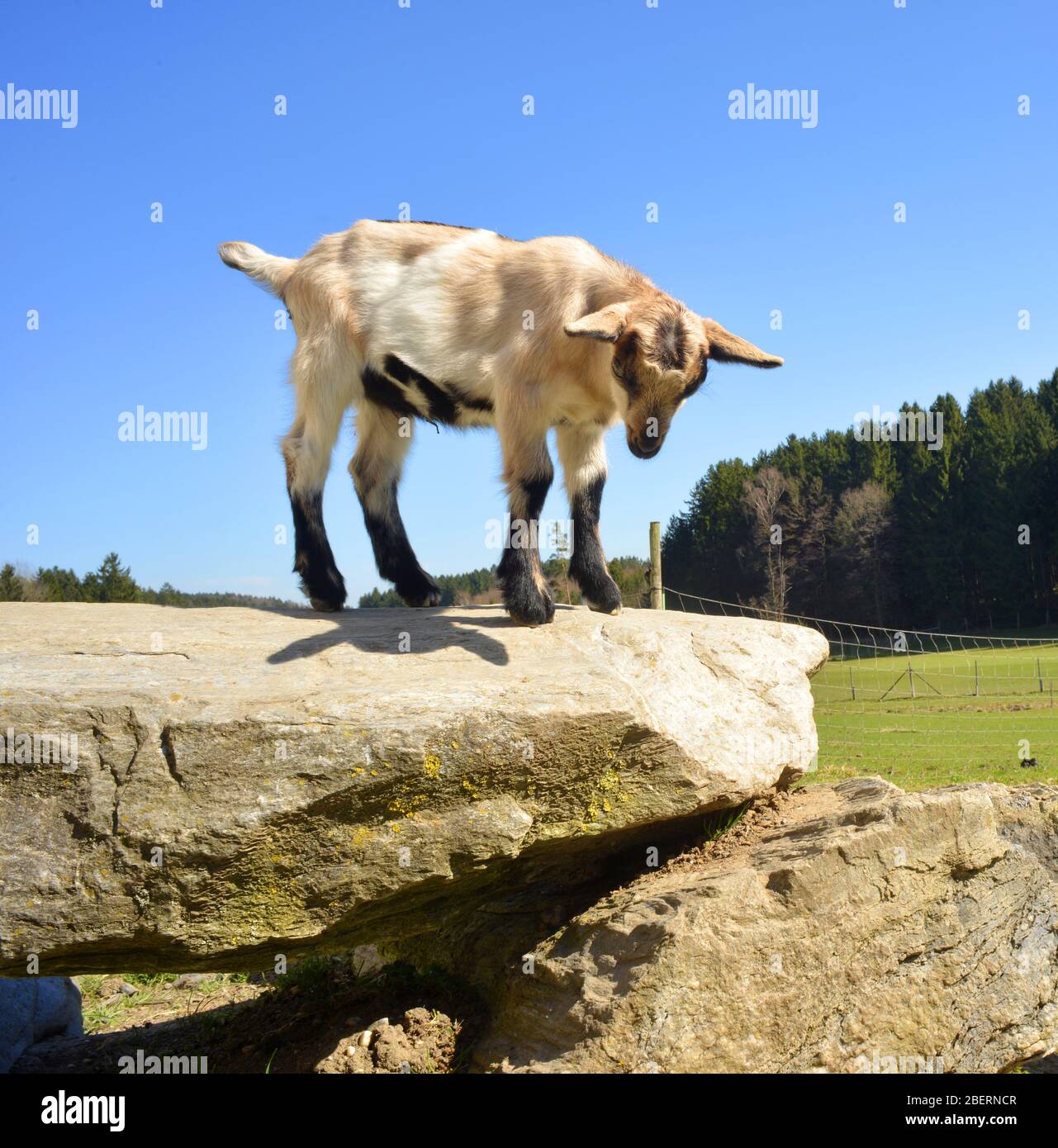 Saut De Chevre Banque D Image Et Photos Alamy Saut De Chevre Banque D Image Et Photos Alamy