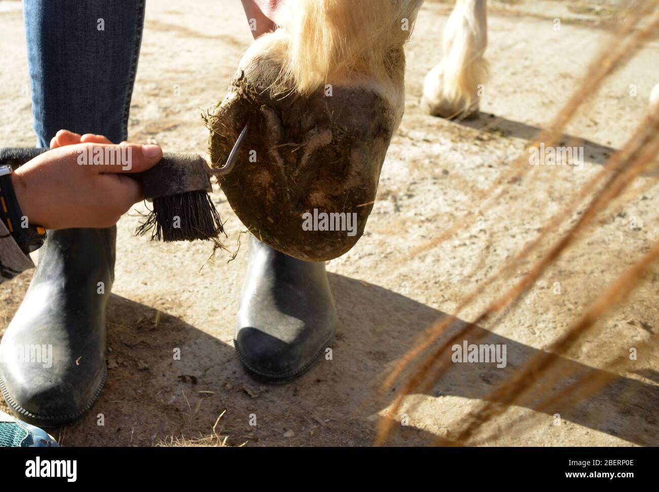 nettoyage des pieds de cheval Banque D'Images