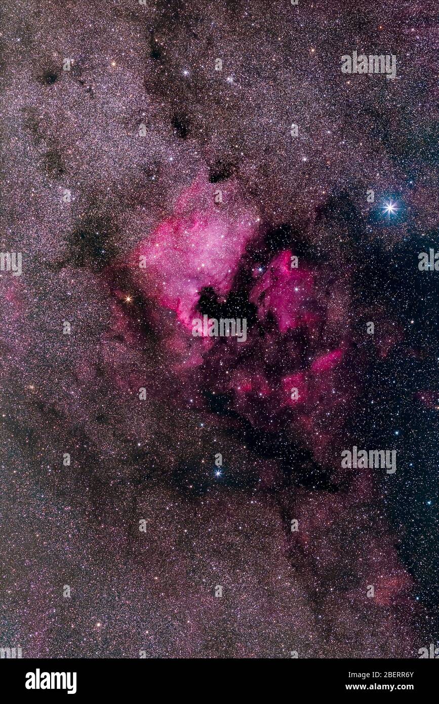 NGC 7000, la nébuleuse de l'Amérique du Nord, dans la constellation de Cygnus. Banque D'Images