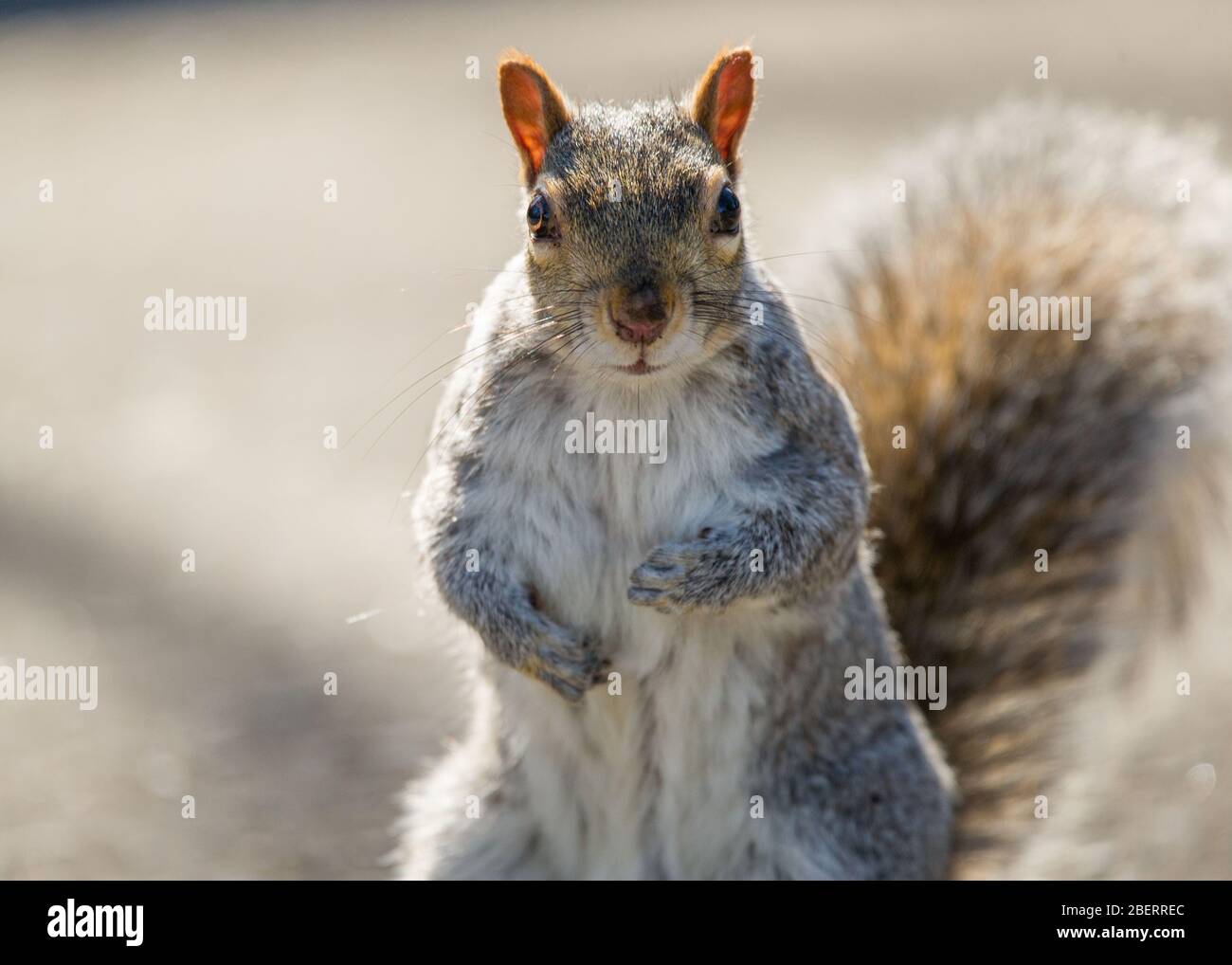 Trossachs, Royaume-Uni. 15 avril 2019. Photo : écureuils jouant au parc. Scènes dans les jardins botaniques de Glasgow pendant le Lockdown de Coronavirus. Crédit : Colin Fisher/Alay Live News Banque D'Images