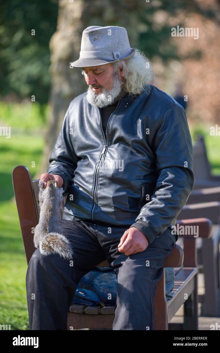 Trossachs, Royaume-Uni. 15 avril 2019. Photo : main d'homme alimentant un écureuil dans le parc. Scènes dans les jardins botaniques de Glasgow pendant le Lockdown de Coronavirus. Crédit : Colin Fisher/Alay Live News Banque D'Images