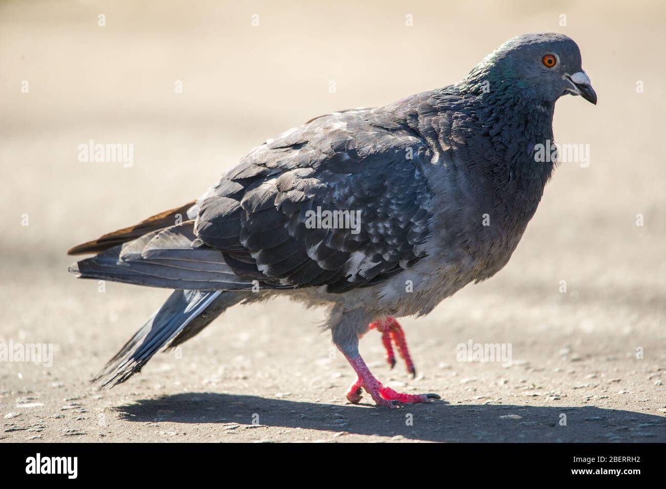 Trossachs, Royaume-Uni. 15 avril 2019. Photo : un pigeon dans le parc. Scènes dans les jardins botaniques de Glasgow pendant le Lockdown de Coronavirus. Crédit : Colin Fisher/Alay Live News Banque D'Images