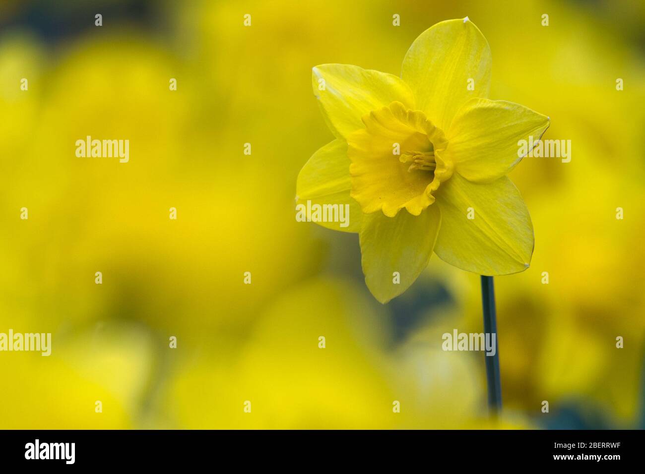 Trossachs, Royaume-Uni. 15 avril 2019. Photo : jonquilles en fleurs. Scènes dans les jardins botaniques de Glasgow pendant le Lockdown de Coronavirus. Crédit : Colin Fisher/Alay Live News Banque D'Images