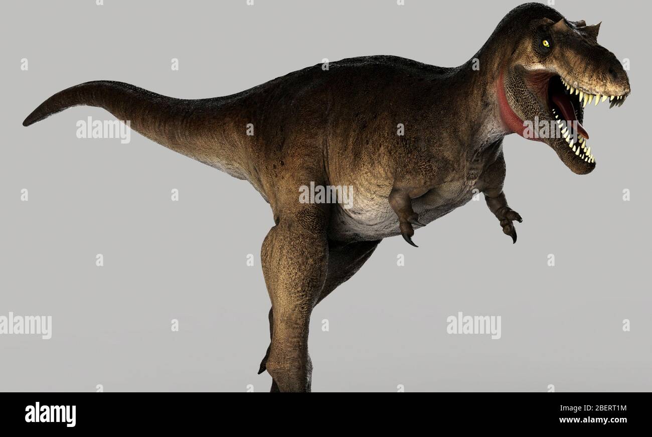 Dinosaure Albertosaurus sur fond gris. Banque D'Images