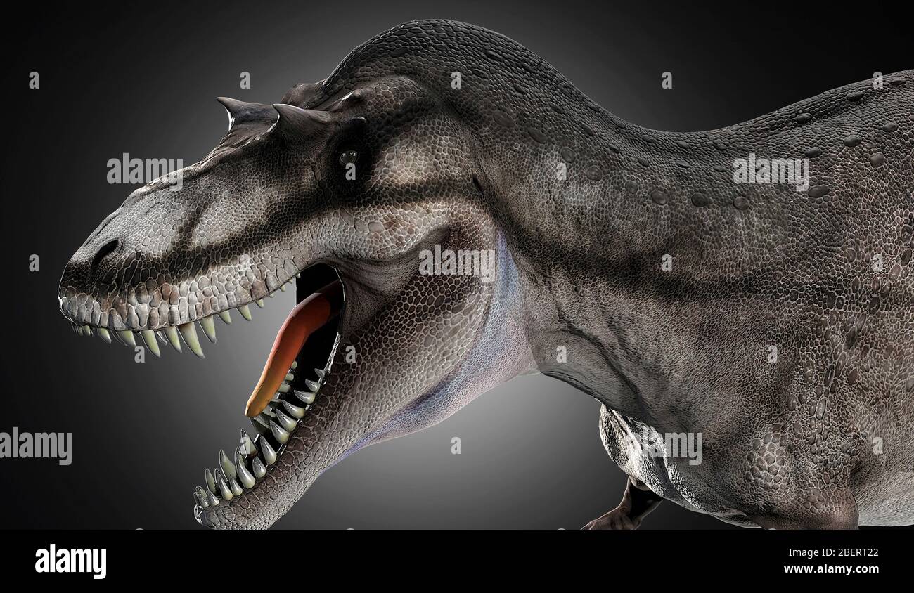Tête de dinosaure Albertosaurus, gros plan. Banque D'Images