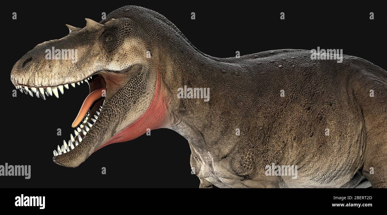 Tête de dinosaure Albertosaurus, vue latérale. Banque D'Images