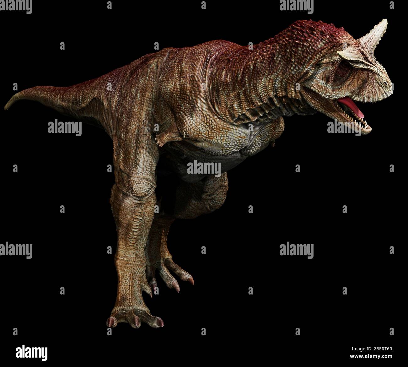 Dinosaure Carnosaurus sur fond noir. Banque D'Images