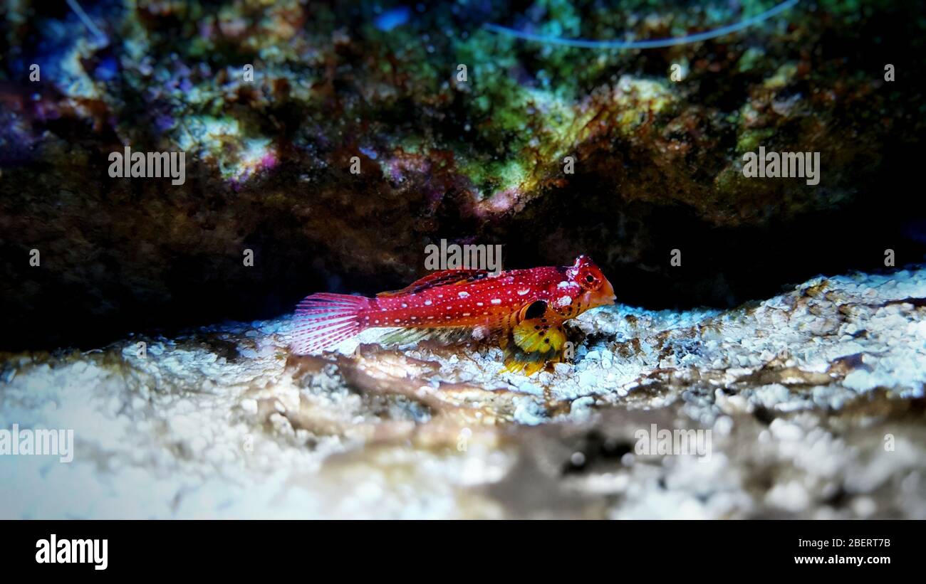 Le poisson rouge de rubis dragonet est un ajout coloré étonnant pour les aquariums d'eau salée Banque D'Images