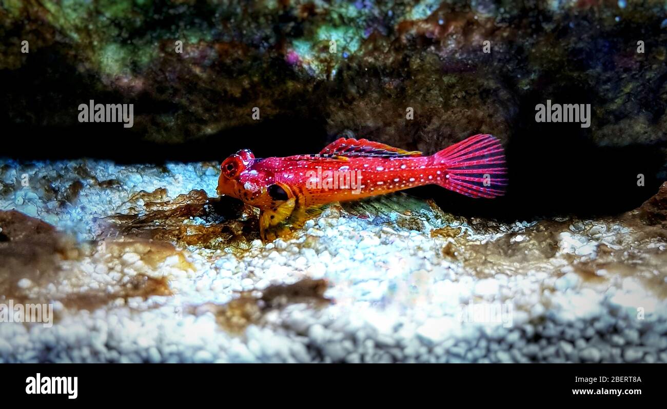 Le poisson rouge de rubis dragonet est un ajout coloré étonnant pour les aquariums d'eau salée Banque D'Images