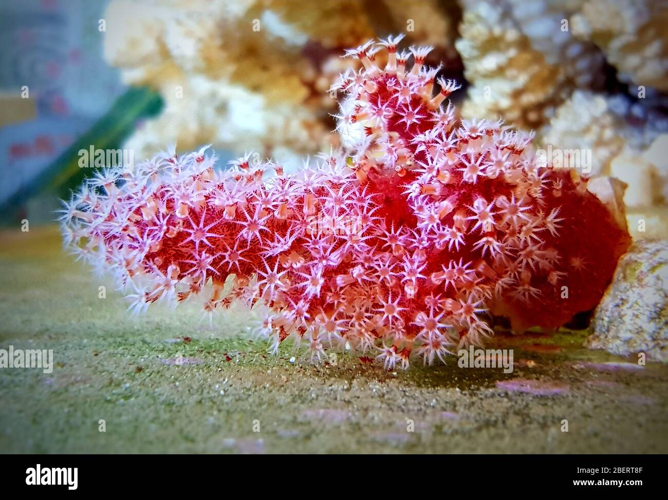 Corail chili rouge - Palmatus d'alcyonium Banque D'Images