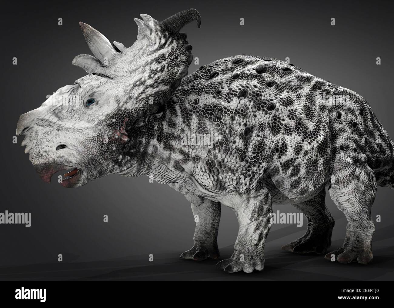 Dinosaure Pachyrhinosaure, vue latérale sur fond gris. Banque D'Images