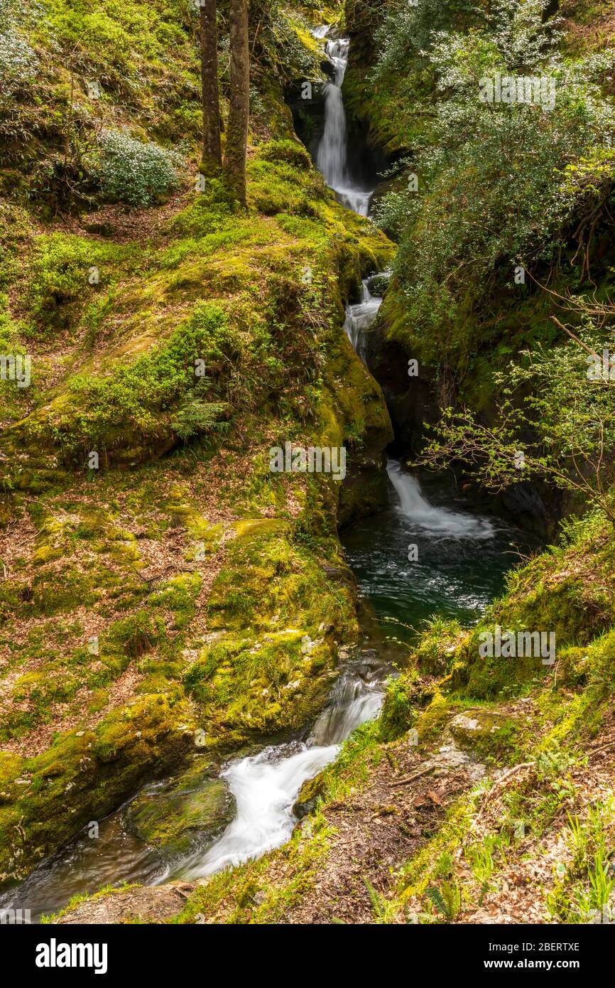 Cascade Poulanass dans Parc National des Montagnes de Wicklow, en Irlande. Banque D'Images