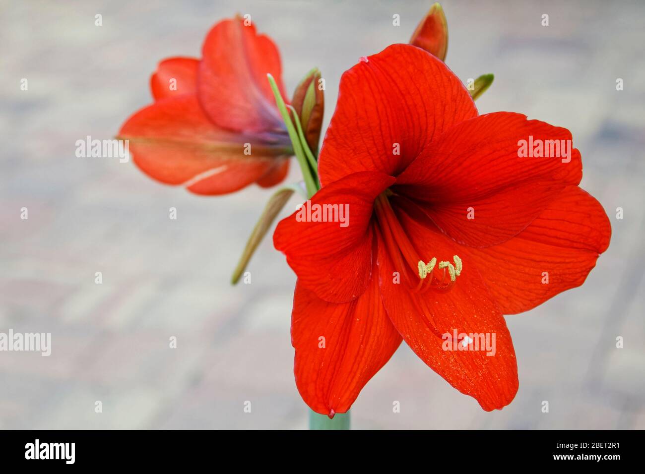 Amaryllis, grandes fleurs rouges, 2 bourgeons, en trompette, subtropical, 4 fleurs par tige, douche, bulbes, nature, PR Banque D'Images