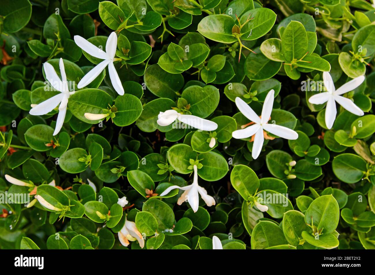 Fleurs blanches étoilées Banque de photographies et d'images à haute  résolution - Alamy