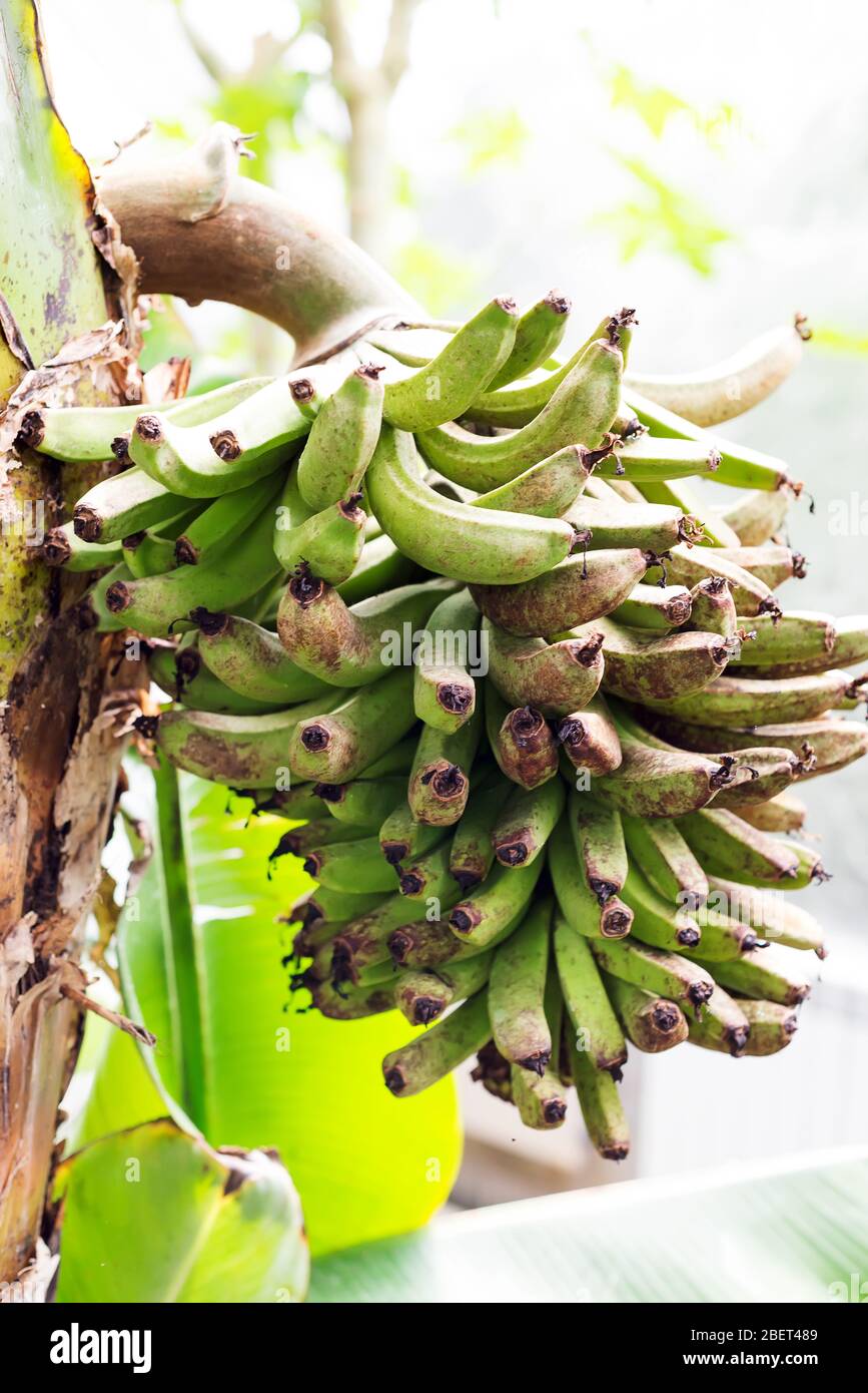 Fruits de banane verts sur la branche d'arbre sur l'extérieur Banque D'Images
