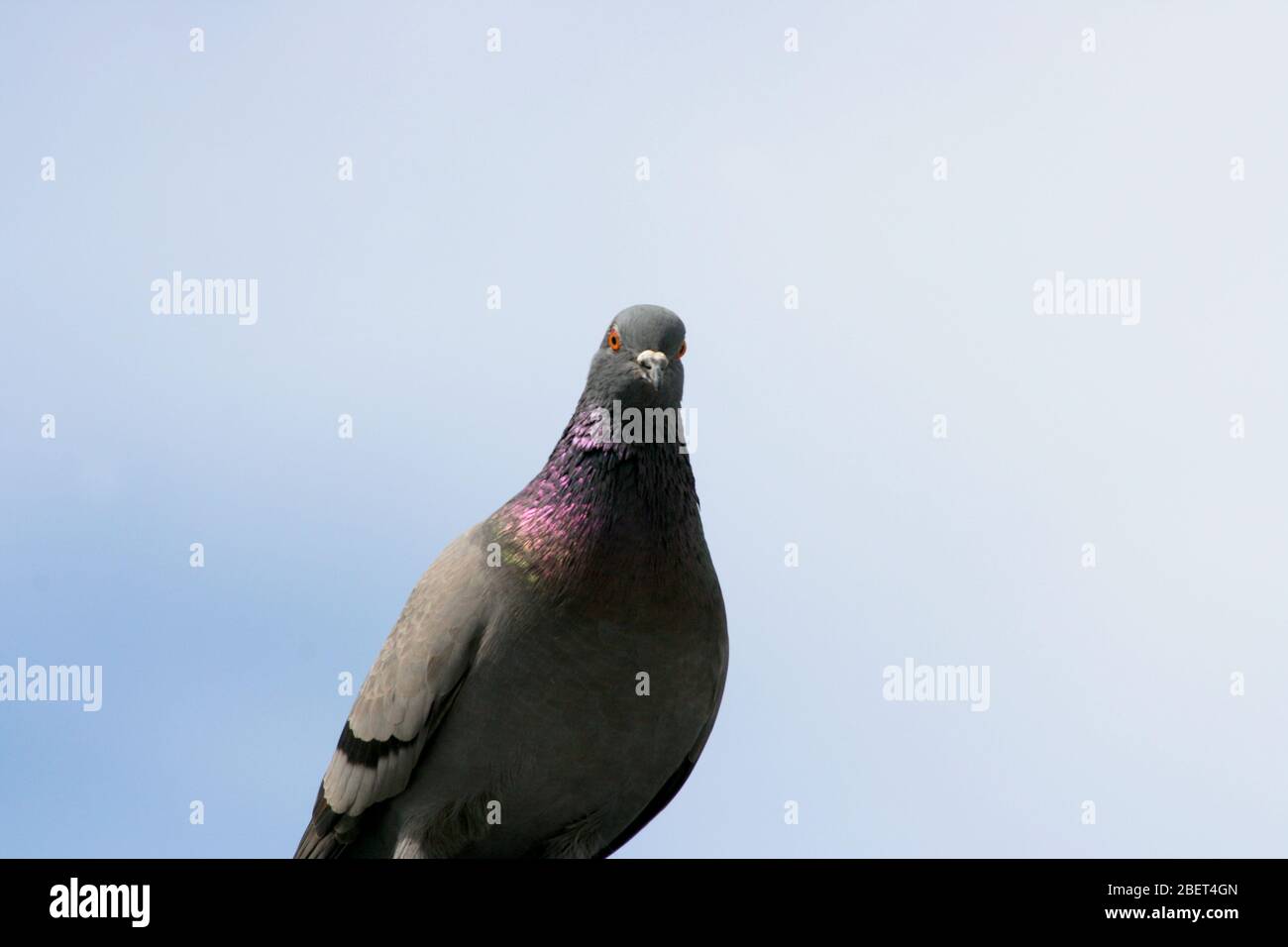 Vue rapprochée d'un pigeon urbain (Columba liforma via domestica) Nahaufnahme von einer Stadttaube, (Columba livia forma domestica) Banque D'Images