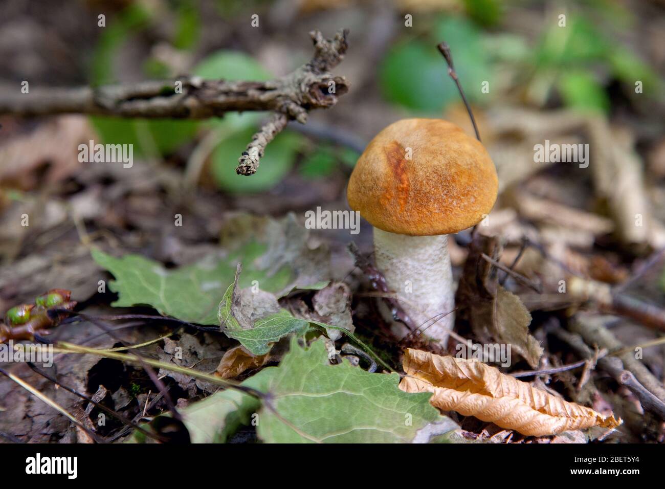 Capuchon orange bolet. Forêt de cultures de champignons comestibles. Un jeune boletus pousse dans la forêt de trembles, un champignon avec un bonnet rouge et un pied blanc chez les th Banque D'Images