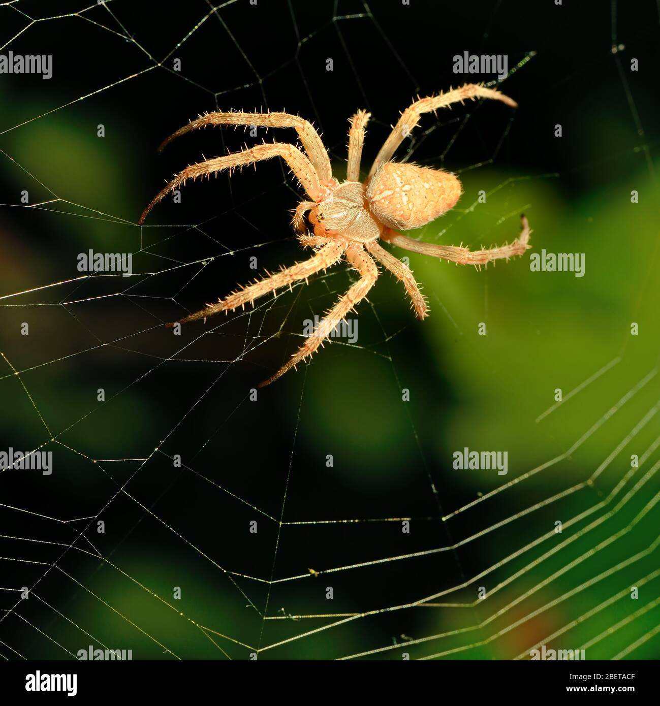 Grande araignée brune sur sa toile. Banque D'Images