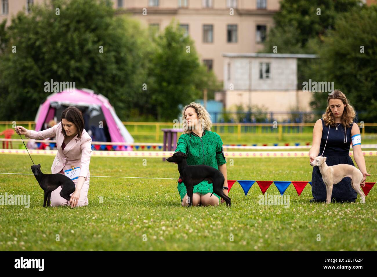 Saint-Pétersbourg, Russie - 07.12.2019: L'italien soupira en plein air sur le spectacle de chien en été, le championnat de soupir Banque D'Images