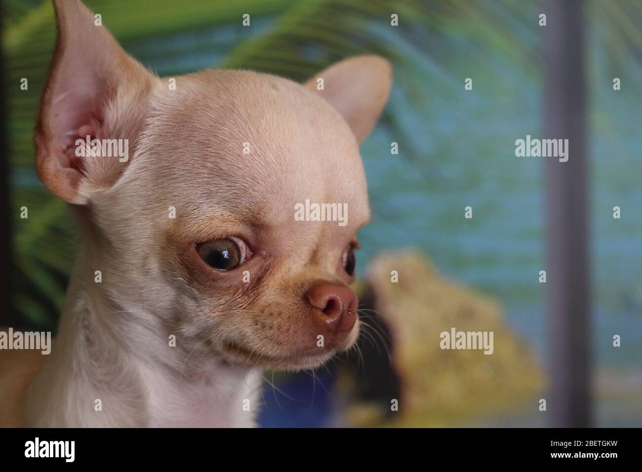 Jolie théière blanche Chihuahua, jouant à l'heure du jeu Banque D'Images